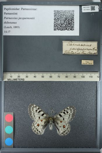 Media type: image;   Entomology 174634